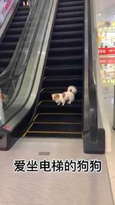 小狗坐电梯上课图片,狗狗坐电梯回家 