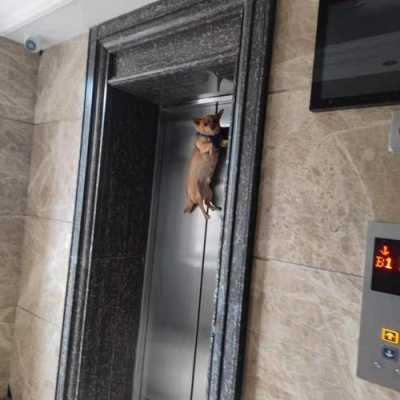 狗卡在电梯的照片真实 狗卡在电梯的照片