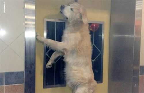 狗卡在电梯的照片真实 狗卡在电梯的照片