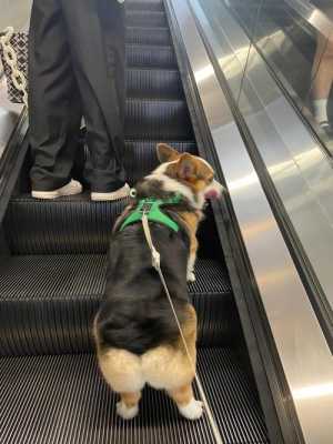 狗怕坐电梯