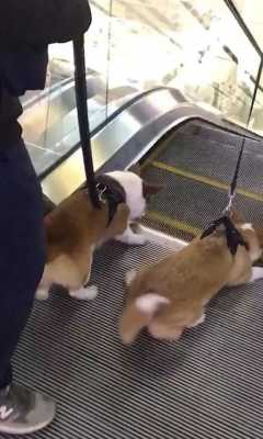  爱犬搭电梯视频播放「爱犬搭电梯视频播放全集」