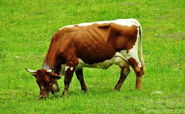 梦见牛带着小牛是什么意思 梦见带母牛乘电梯