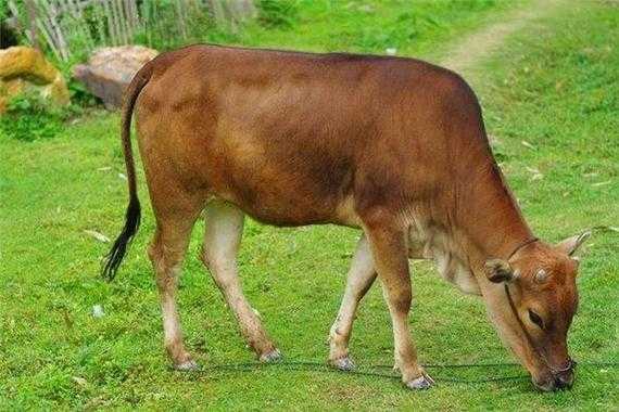 梦见牛带着小牛是什么意思 梦见带母牛乘电梯
