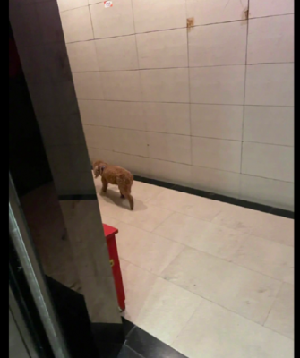 独自坐电梯找到宠物