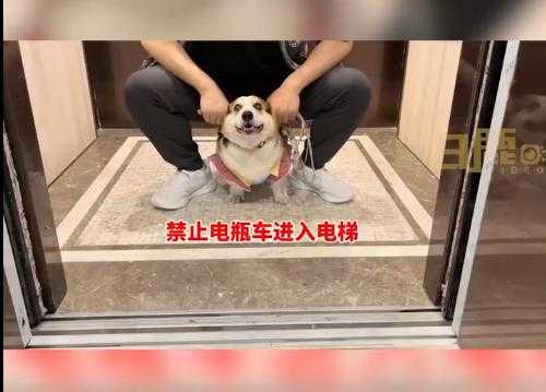 电梯里白色的狗头是什么