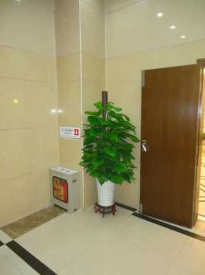  电梯楼养什么植物「电梯间植物摆放」