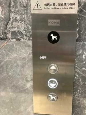电梯里的白色小狗（电梯里有狗的标志是什么意思）