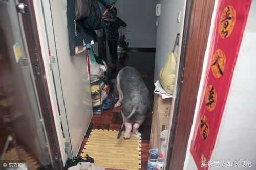 台湾猪坐电梯视频,电梯式装猪台 