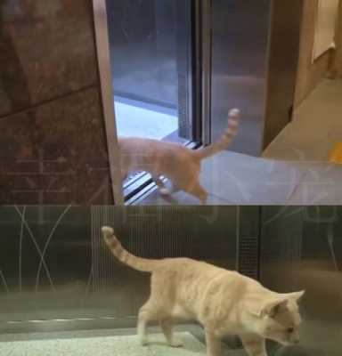 顽皮的小猫咪 顽皮的小猫乘电梯